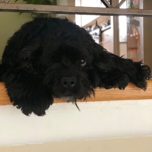 Meet your Posher, Alma